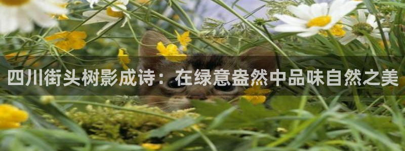 新宝gg如何赚钱