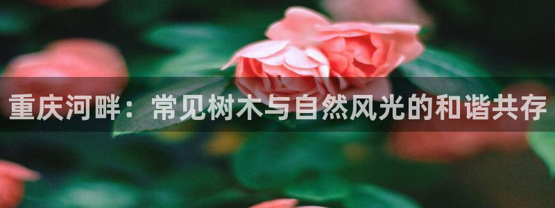 新宝gg用哪个浏览器