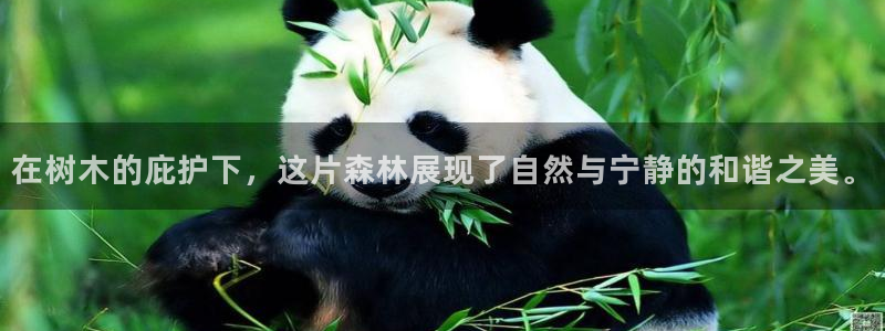 新宝gg如何代理