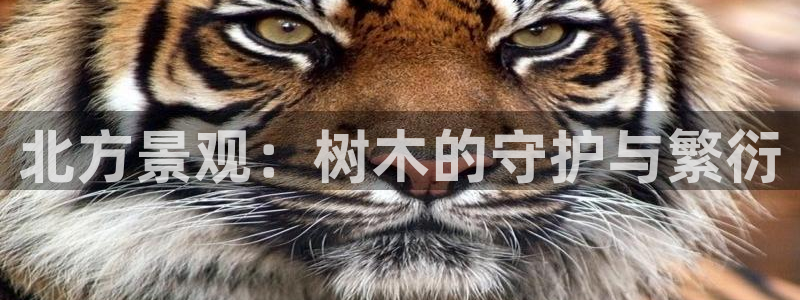 新宝gg待遇：北方景观：树木的守护与繁衍