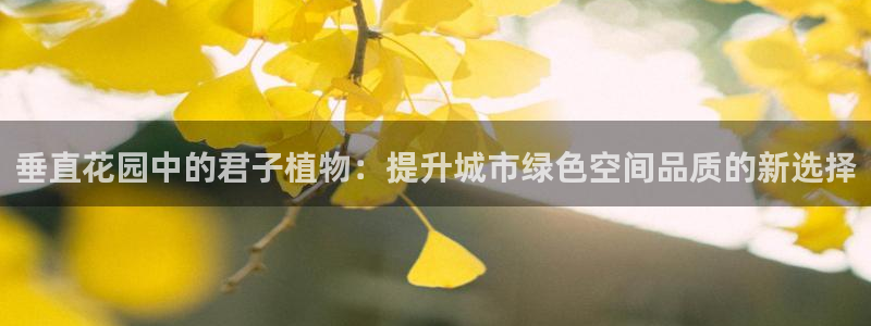 新宝gg龙虎规则