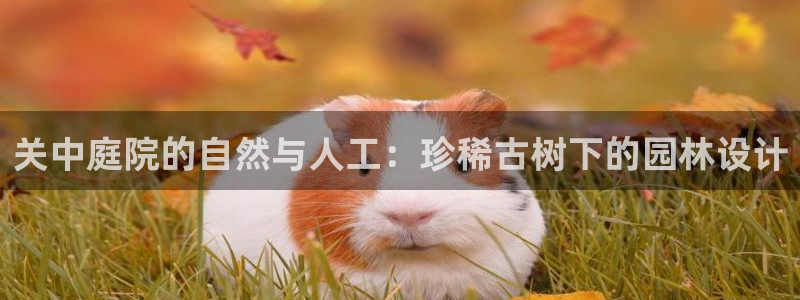 新宝gg怎么开户