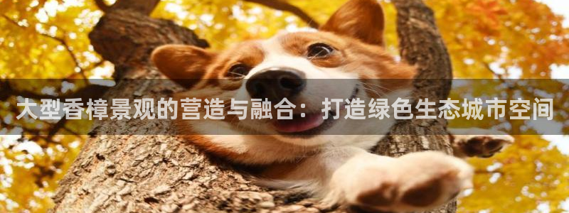 新宝gg主管weibo：大型香樟景观的营造与融合：打造绿色生态城市空间