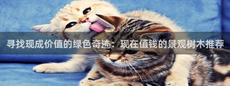 新宝GG反点