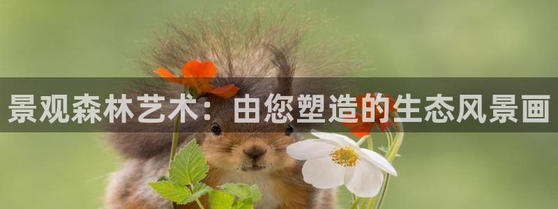 新宝gg