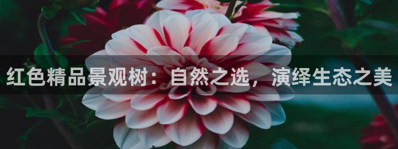 新宝gg打发