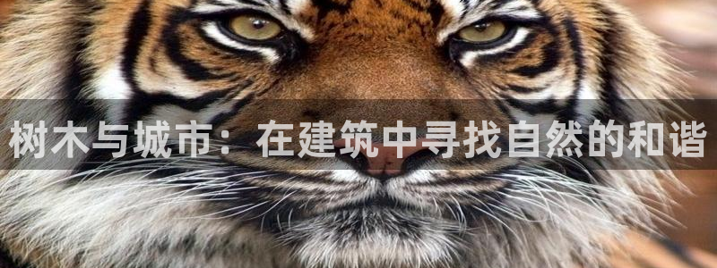 菲律宾新宝gg娱乐：树木与城市：在建筑中寻找自然的和谐