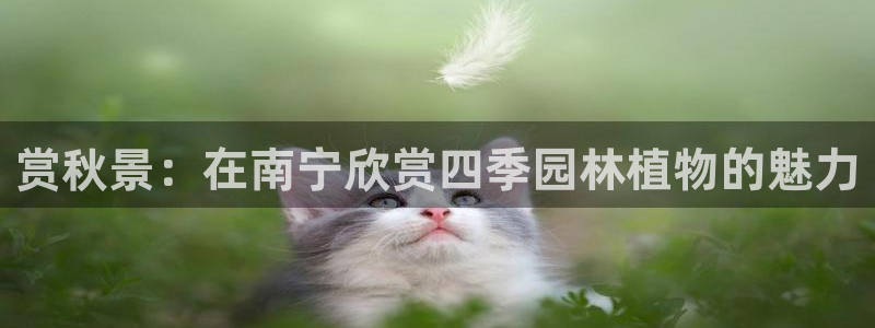 新宝gg直属上级